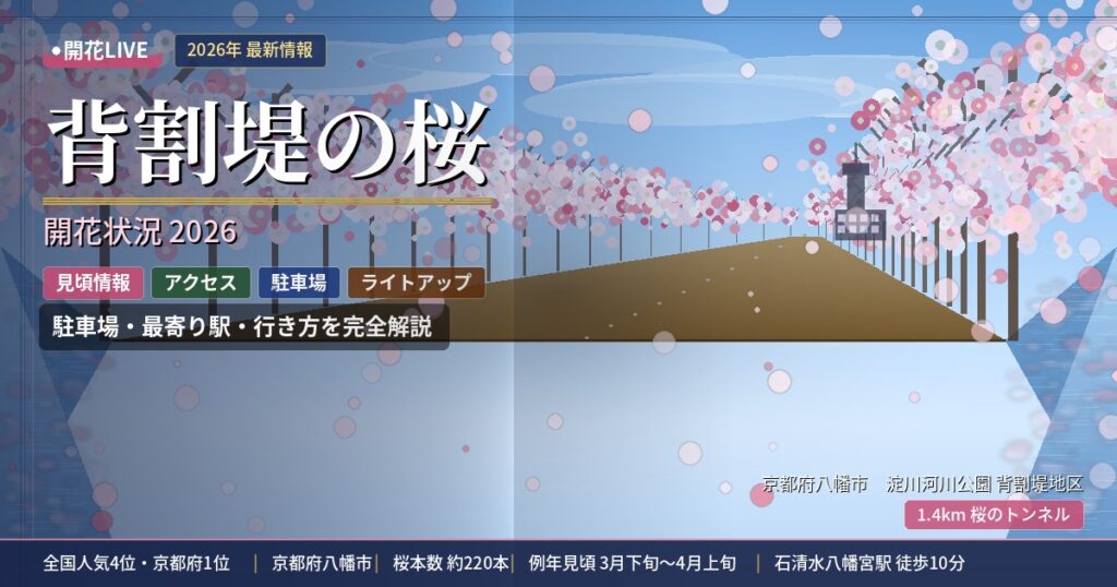 背割堤の桜の開花状況