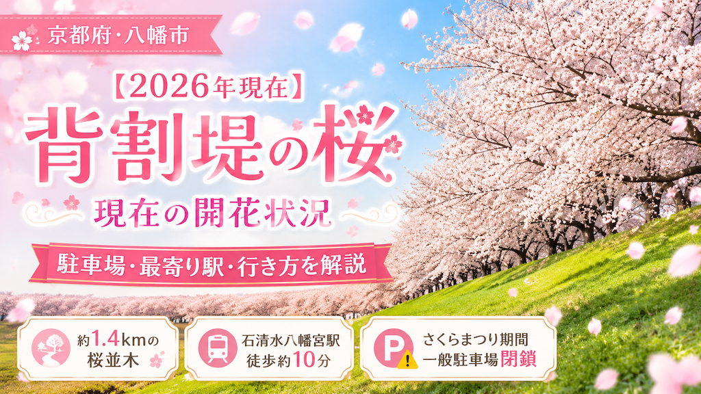 背割堤の桜