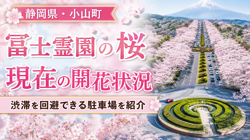 冨士霊園の桜2026｜現在の開花状況と渋滞を回避できる駐車場を紹介
