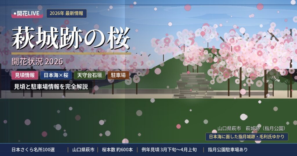 萩城跡指月公園の桜の開花状況