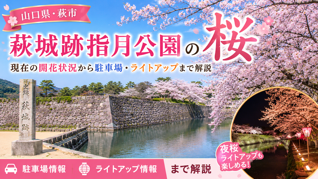 萩城跡指月公園の桜
