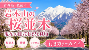 岩木山の桜並木