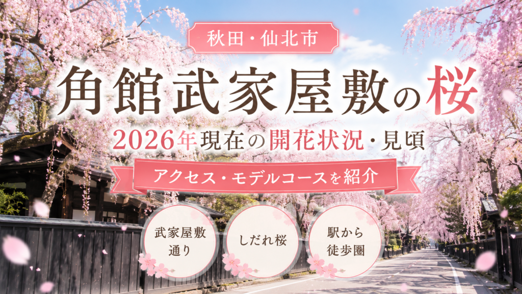 角館武家屋敷の桜