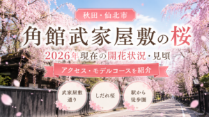角館武家屋敷の桜
