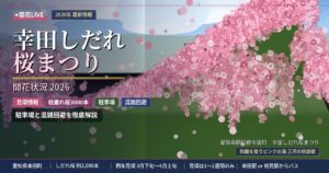 幸田しだれ桜の開花状況