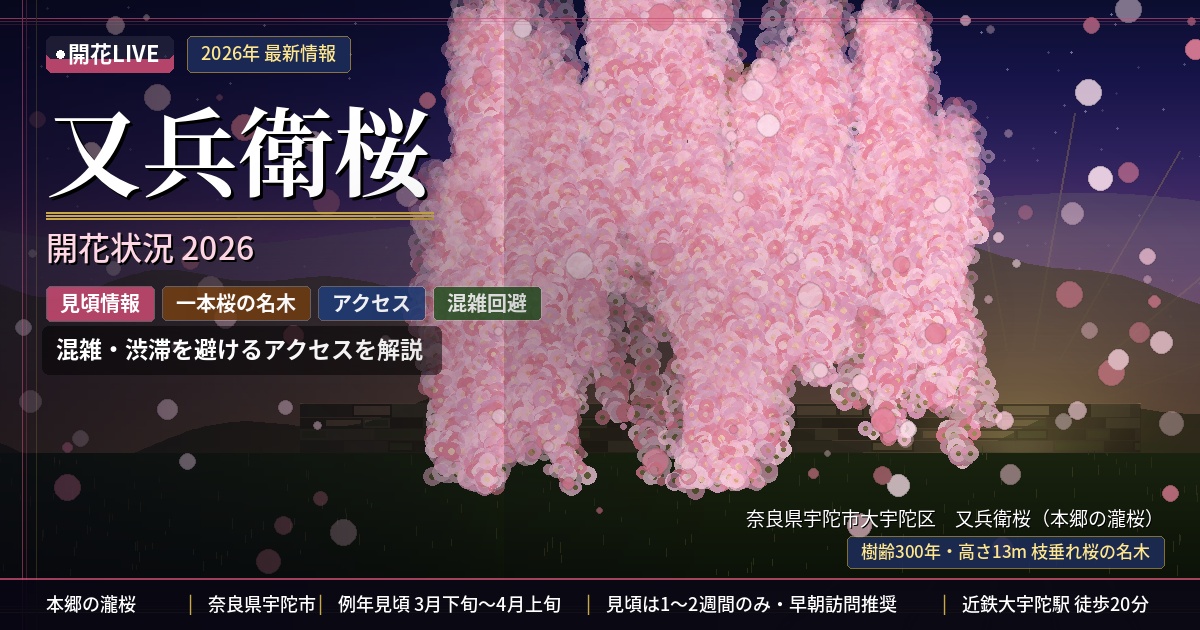 又兵衛桜の開花状況