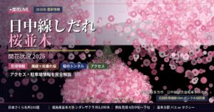 喜多方日中線しだれ桜並木の開花状況