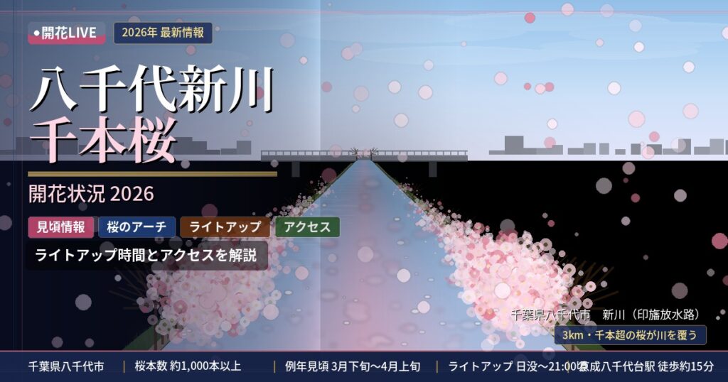 八千代新川千本桜の開花状況