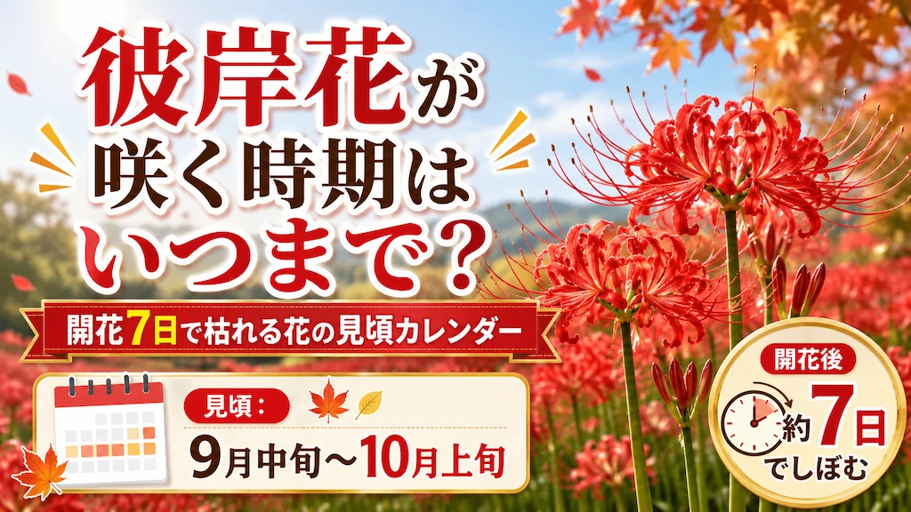 彼岸花の見頃時期