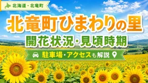 北竜町ひまわりの里の開花状況・見頃時期