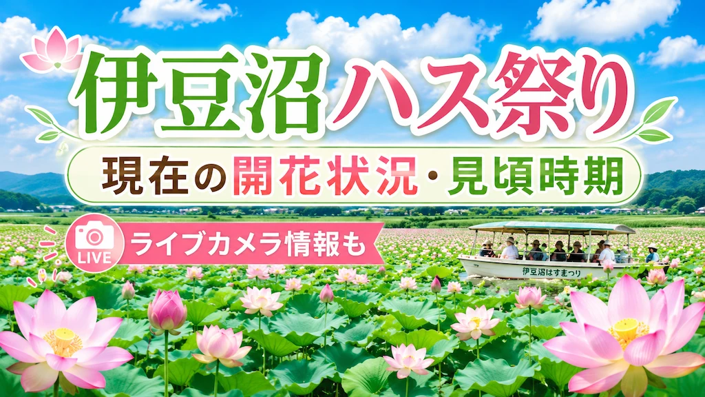 伊豆沼ハス祭り