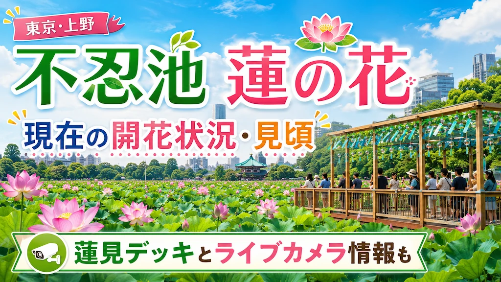 不忍池蓮の花 開花状況・見頃