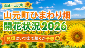 山元町ひまわり畑