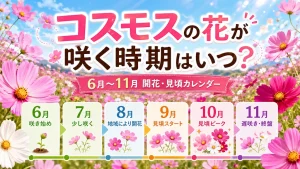 コスモスの花が咲く時期