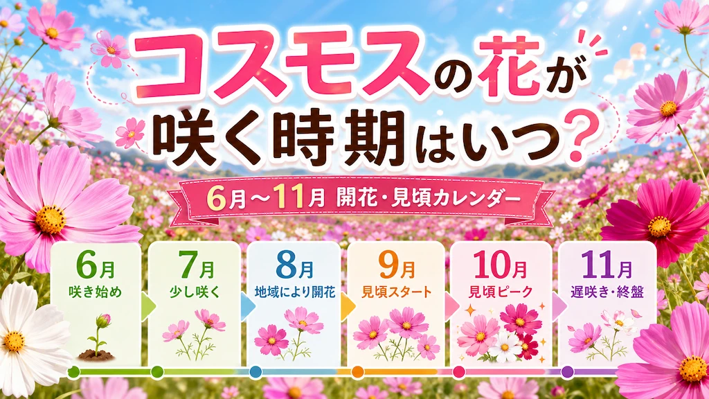 コスモスの花が咲く時期