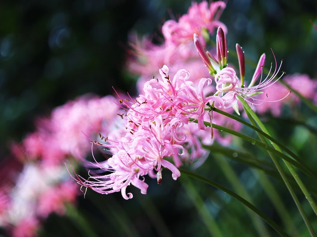 ピンク色の彼岸花 曼珠沙華
