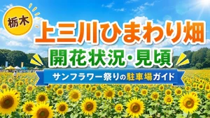 上三川ひまわり畑