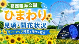 葛西臨海公園ひまわり
