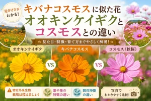 キバナコスモス