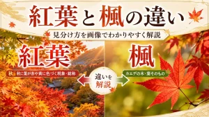 紅葉と楓の違い