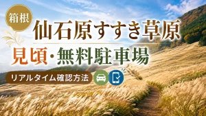 仙石原すすき草原の見頃と駐車場
