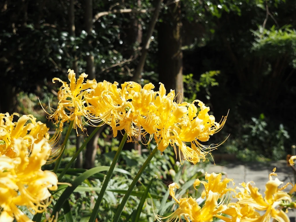 黄色の彼岸花 曼珠沙華