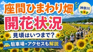 座間ひまわり畑