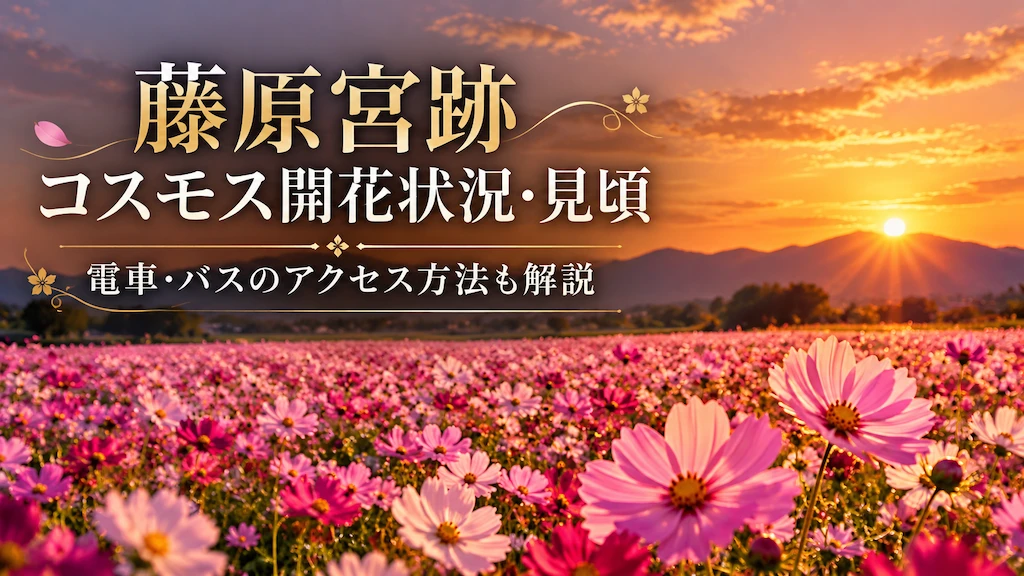 藤原宮跡コスモス