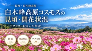 白木峰高原のコスモス