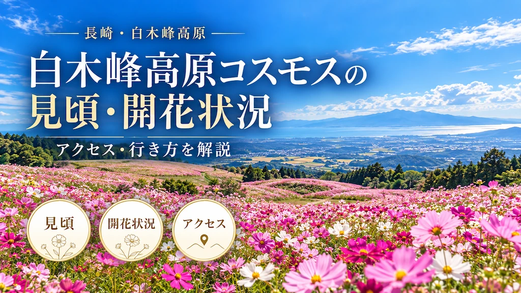 白木峰高原のコスモス