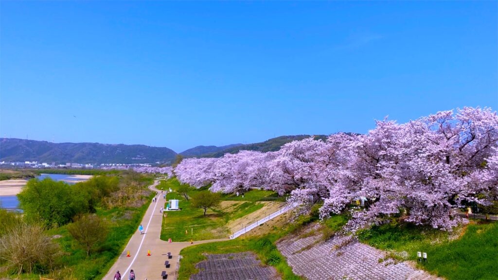 背割堤の桜