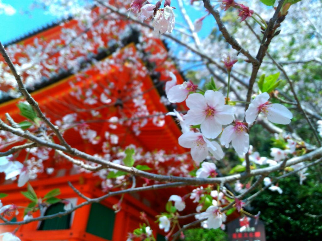 紀三井寺の桜