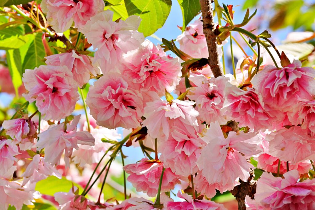 【2026年現在】大村公園の桜の開花状況|見頃とライトアップ時間を解説 オオムラザクラ