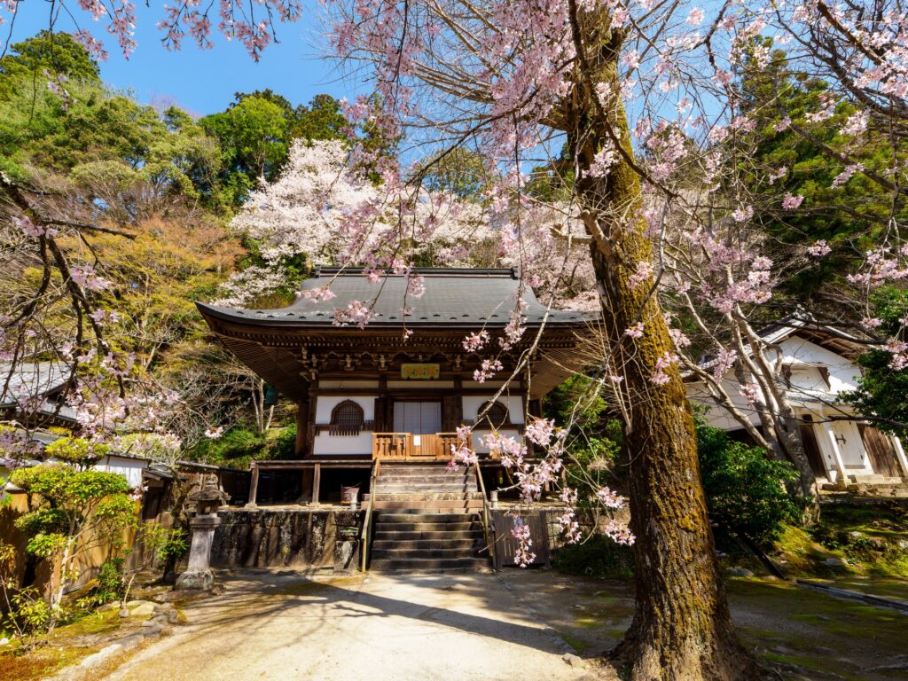 護摩堂前の乙松桜