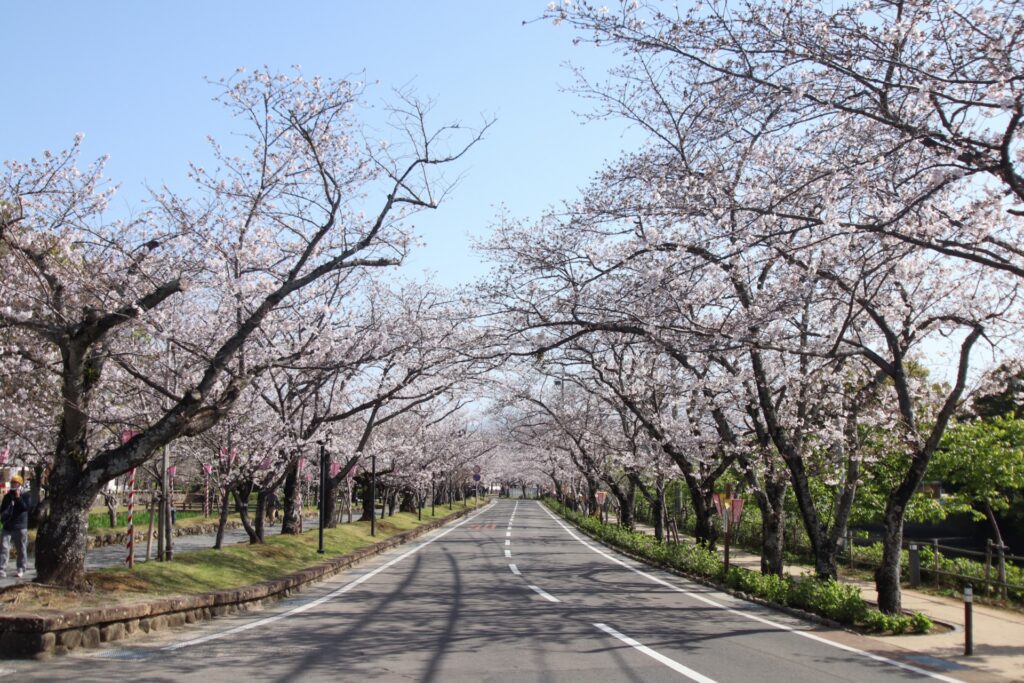 【2026年現在】大村公園の桜の開花状況|見頃とライトアップ時間を解説 大村公園の桜