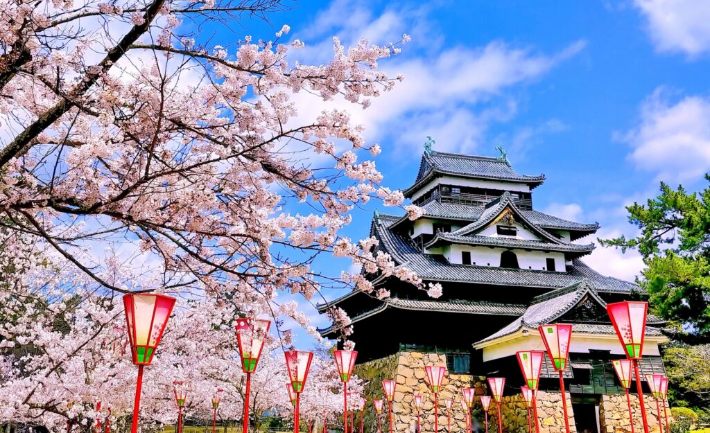 松江城の桜