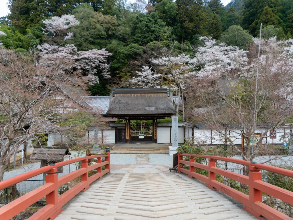 朱塗りの太鼓橋と桜