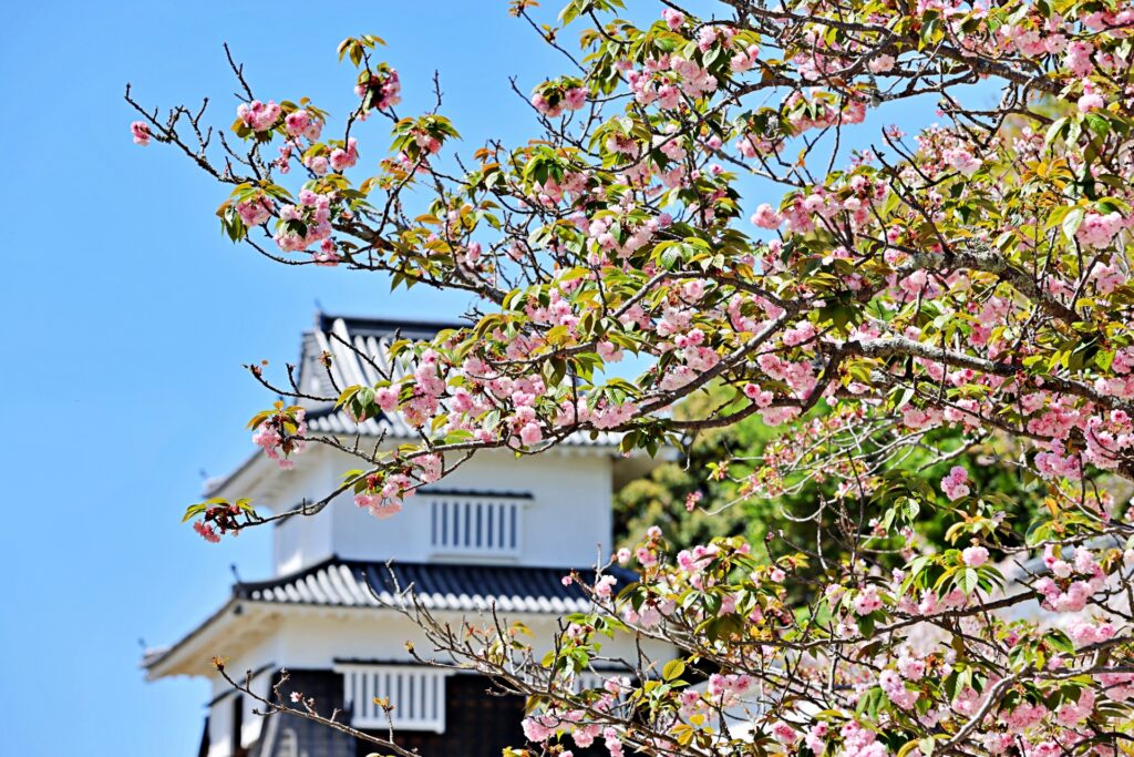 【2026年現在】大村公園の桜の開花状況|見頃とライトアップ時間を解説 大村公園の桜