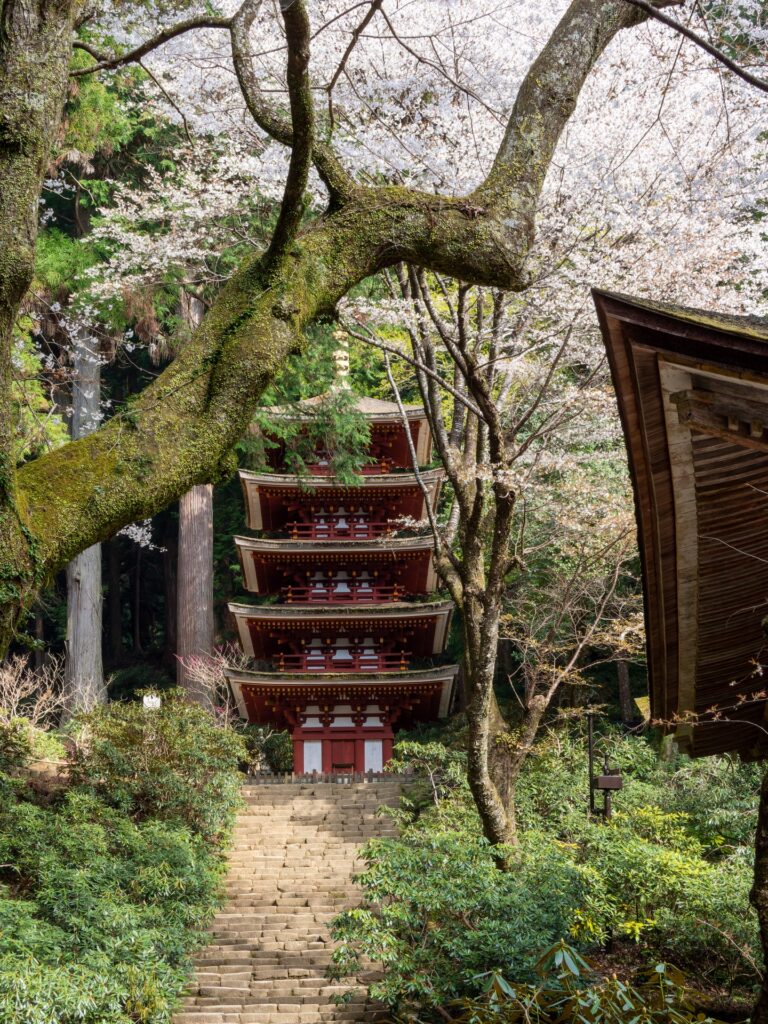 室生寺の五重塔と桜