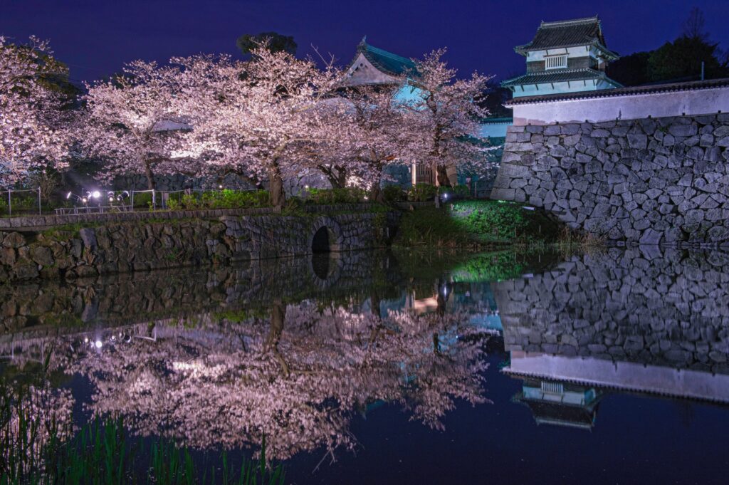 【2026年現在】舞鶴公園の桜の開花状況|桜まつり駐車場とライトアップ時間を解説 舞鶴公園の桜のライトアップ