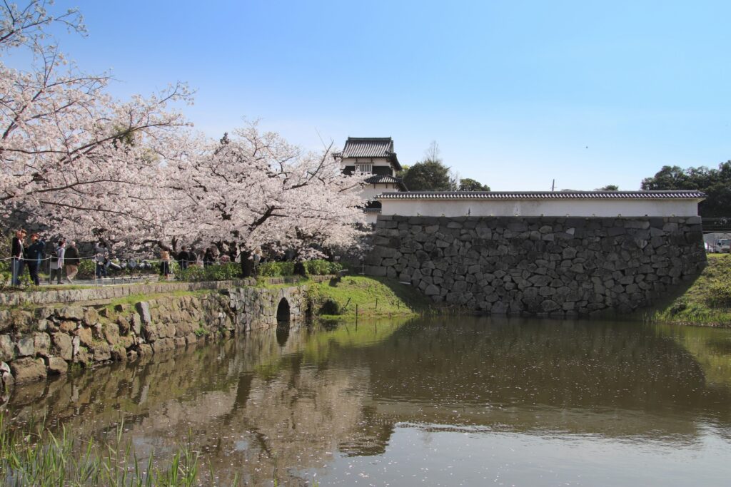 【2026年現在】舞鶴公園の桜の開花状況|桜まつり駐車場とライトアップ時間を解説 舞鶴公園の桜