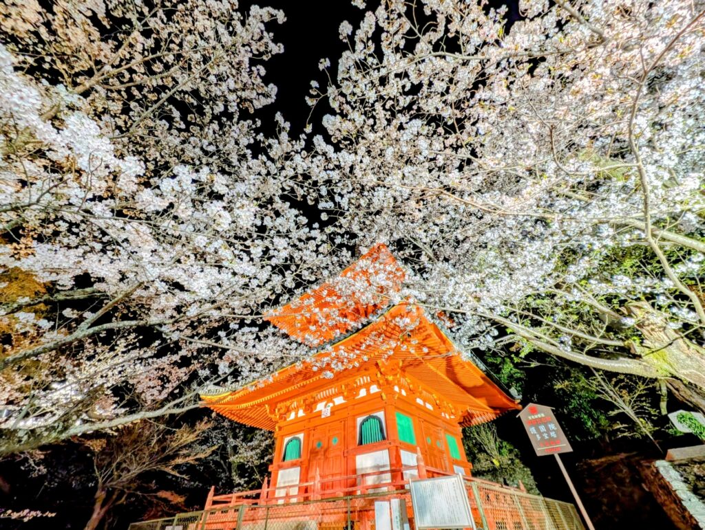 紀三井寺の夜桜ライトアップ