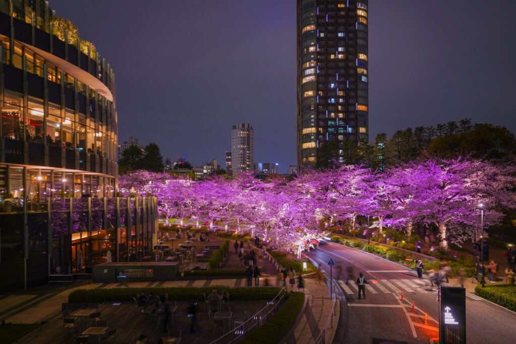 東京ミッドタウンの夜桜ライトアップ
