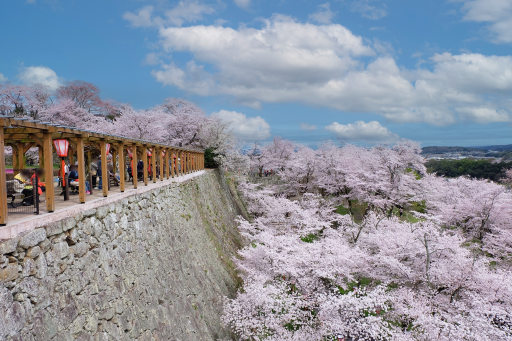 津山城の桜