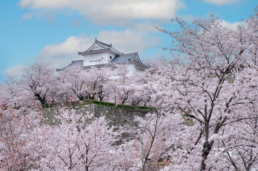 津山城の桜