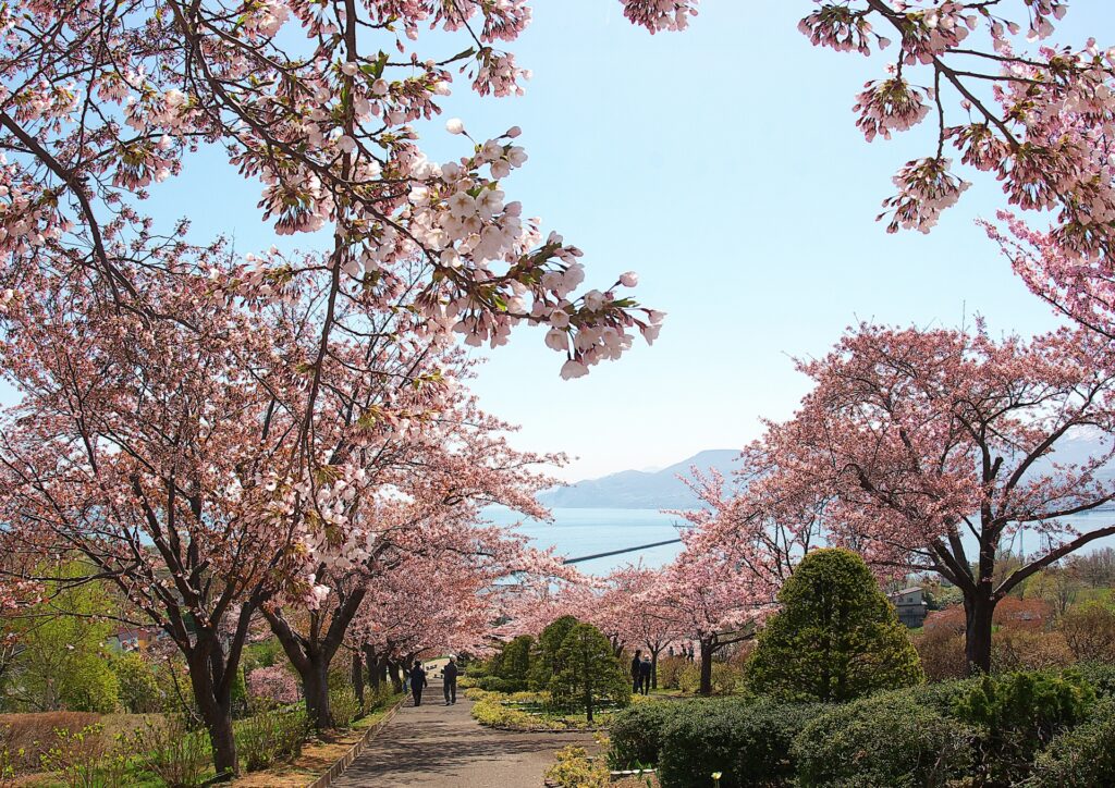小樽手宮公園の桜のトンネル