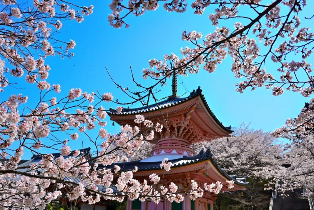 【2026年現在】壷阪寺の桜大仏の開花状況・アクセス・ライトアップ時間を解説 壷阪寺の桜