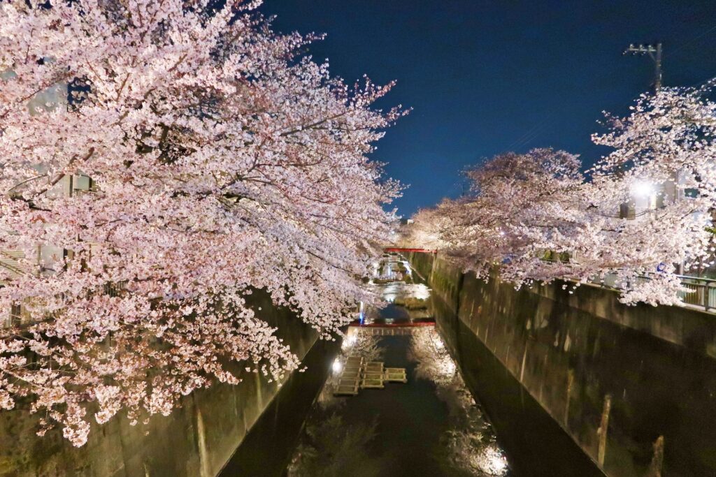 石神井川桜並木のライトアップ