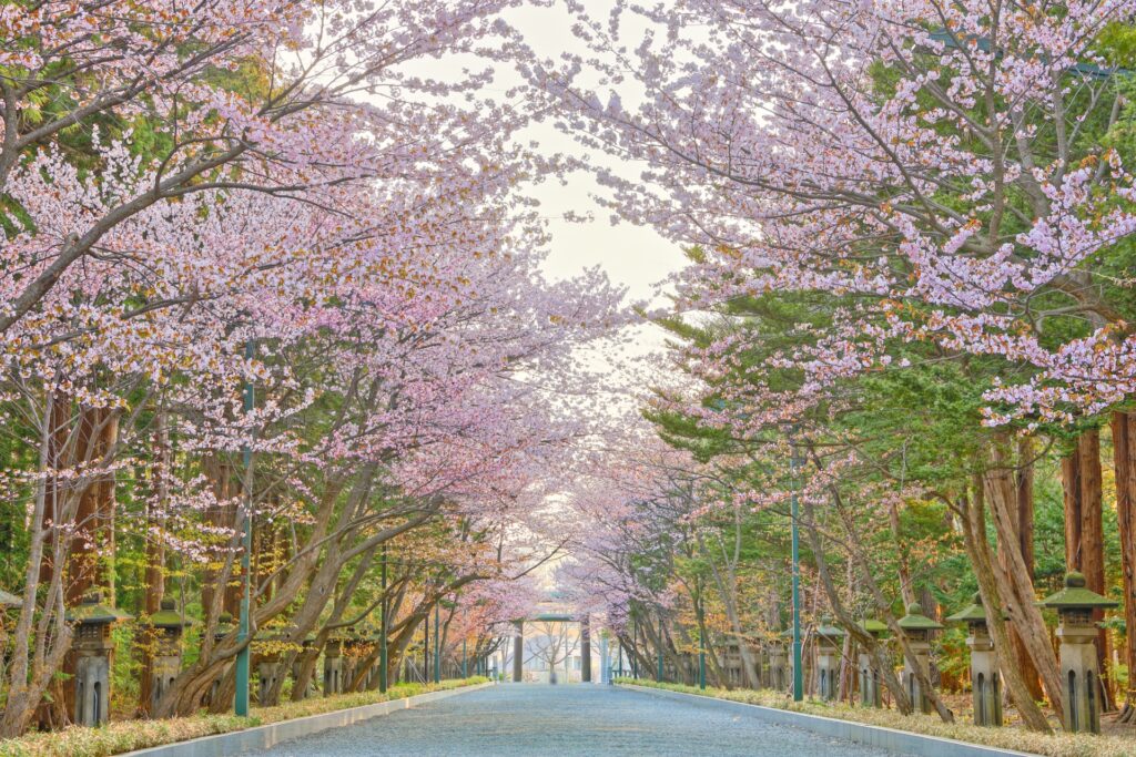 円山公園(札幌)の桜