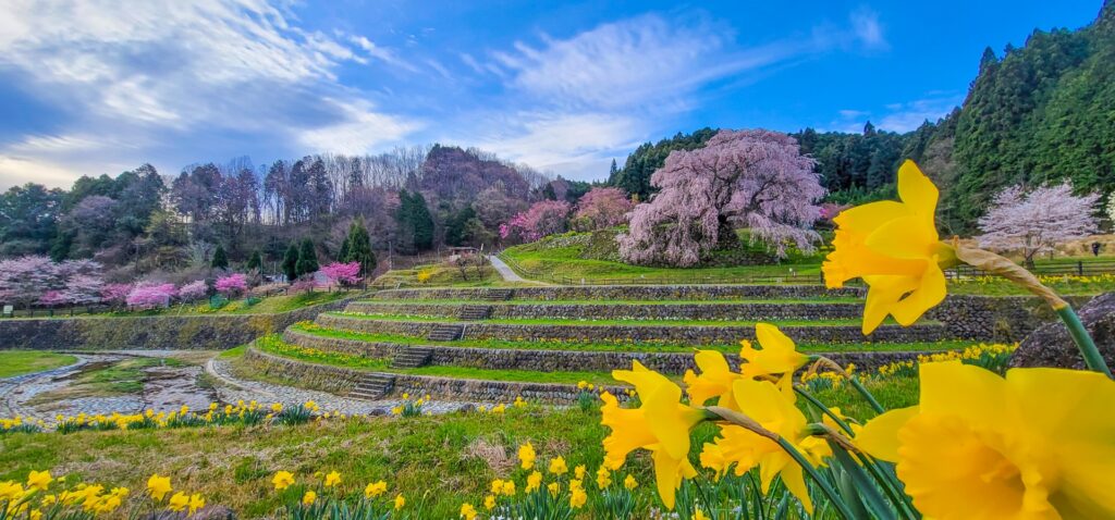 又兵衛桜と桃の花